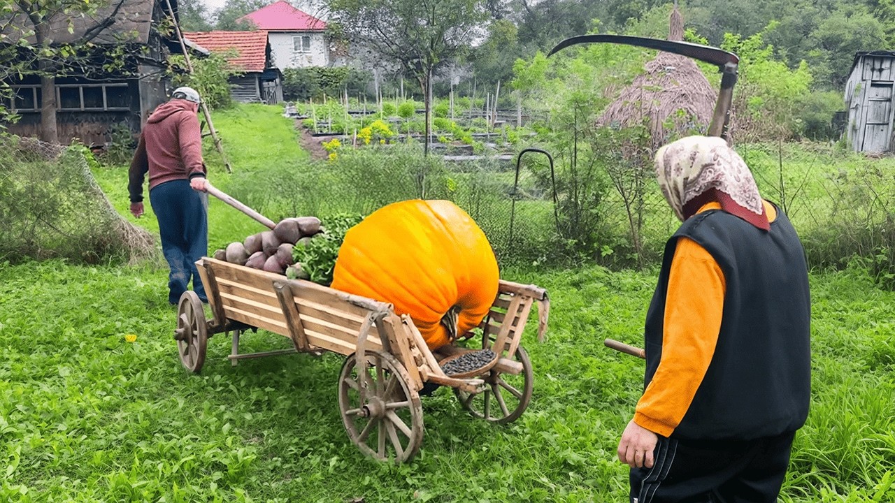 Pumpkin harvest in the Carpathian village